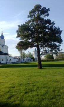 Васил Хасанов. Одинокое дерево Васил Хасанов. Одинокое дерево