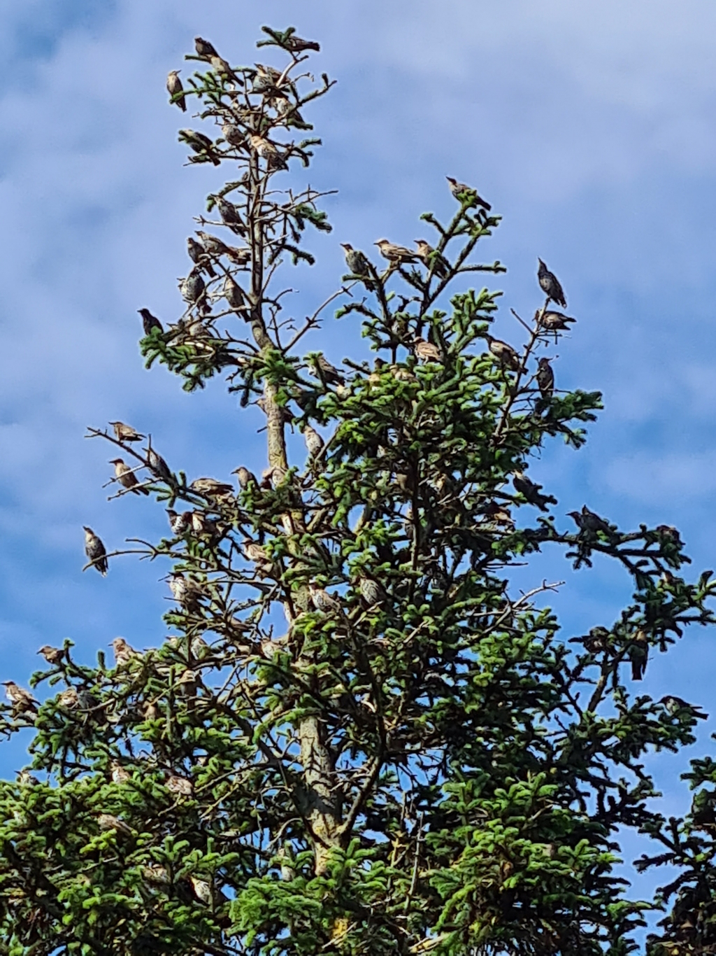 Михаил Эндин. Певчие Михаил Эндин. Певчие