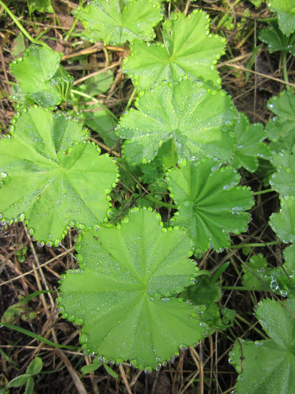 Валентина Солдатова. Поляна Валентина Солдатова. Поляна