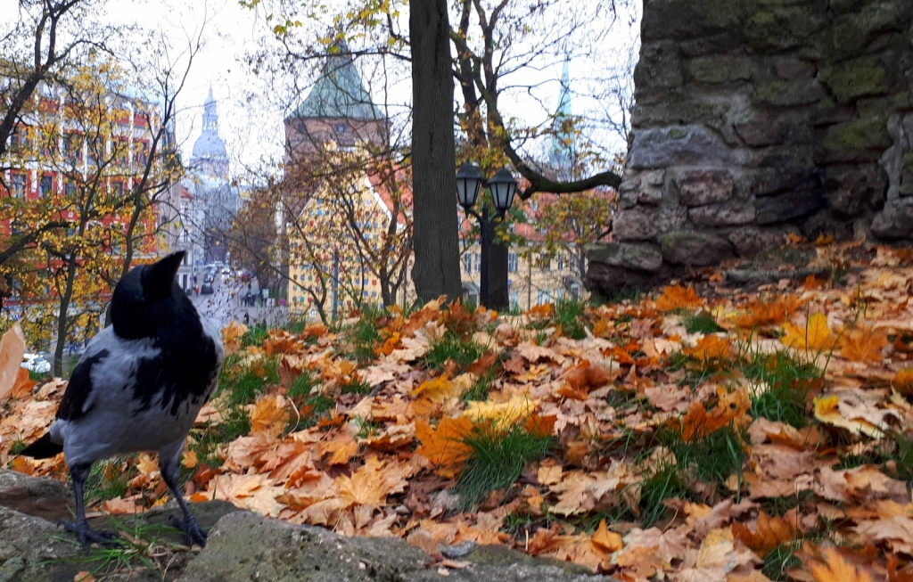 Елена Копытова. Ворона и Город Елена Копытова. Ворона и Город