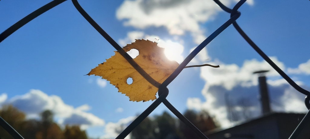 Елена Копытова.  Зацепившийся... Елена Копытова.  Зацепившийся...