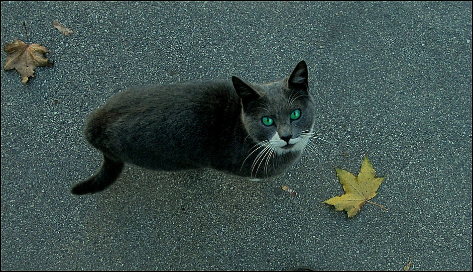 Владимир Тюрин. "Вовка,угости чем-нибудь!" Владимир Тюрин. "Вовка,угости чем-нибудь!"