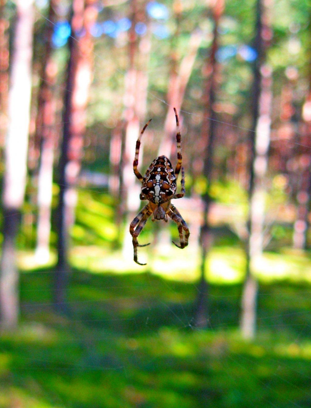Алексей Комаров. сентябрь Алексей Комаров. сентябрь