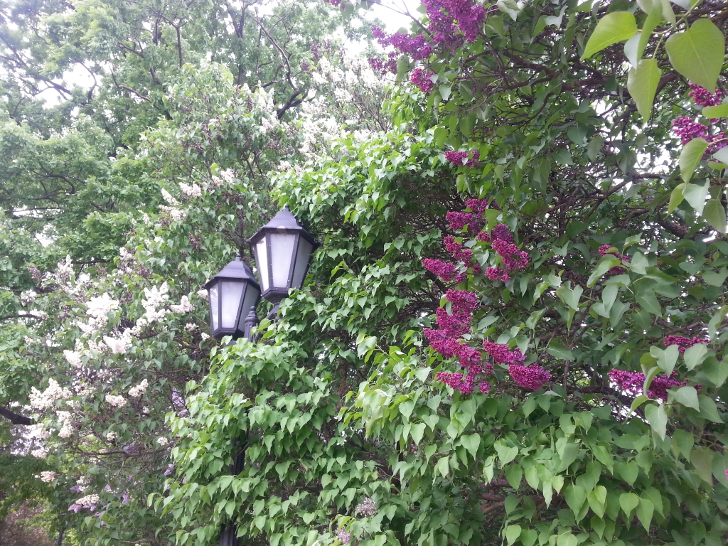 Павел Гуданец. Натиск цветения Павел Гуданец. Натиск цветения