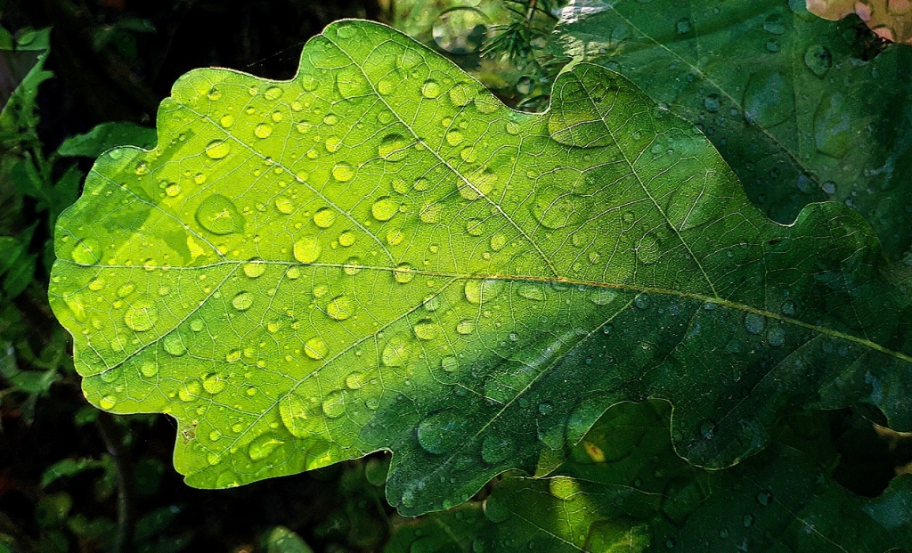 Елена Копытова.  После дождя Елена Копытова.  После дождя