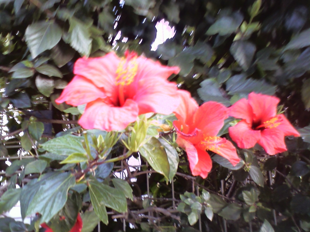 Любовь Левитина. Цветы Любовь Левитина. Цветы