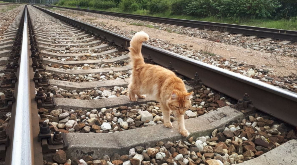 Елена Копытова. В путь... Елена Копытова. В путь...