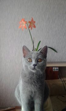 Васил Хасанов. Милое создание! Васил Хасанов. Милое создание!