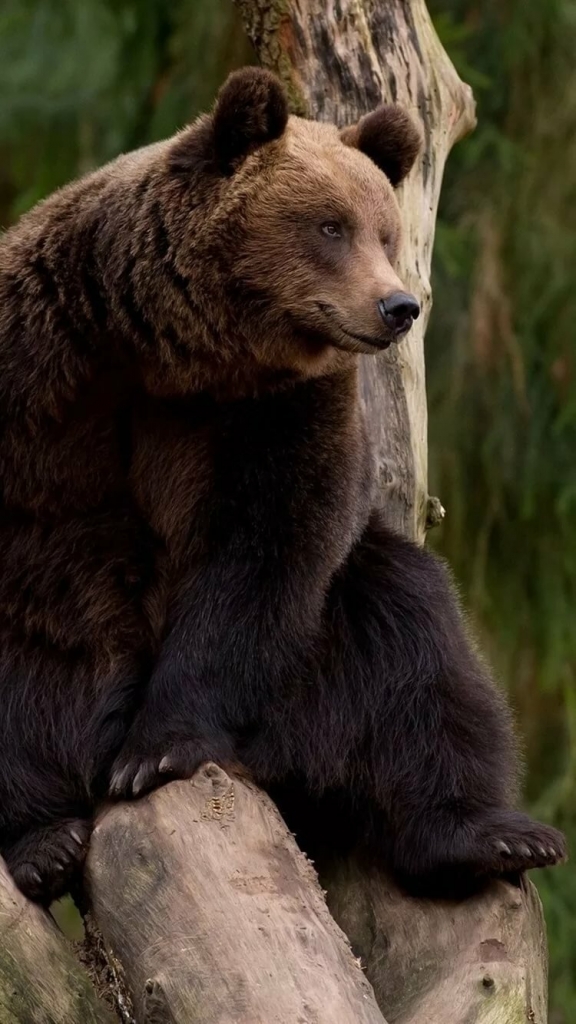 Васил Хасанов. Медведь. Глава первая. Случай в лесу.