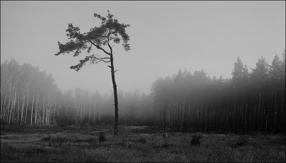 Владимир Тюрин. Одинокая сосна      2003 год Владимир Тюрин. Одинокая сосна      2003 год