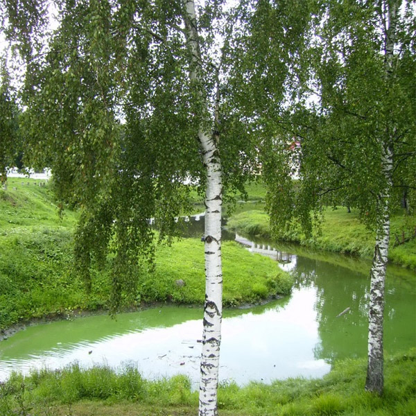 Васил Хасанов. Мой Советский Союз! Васил Хасанов. Мой Советский Союз!