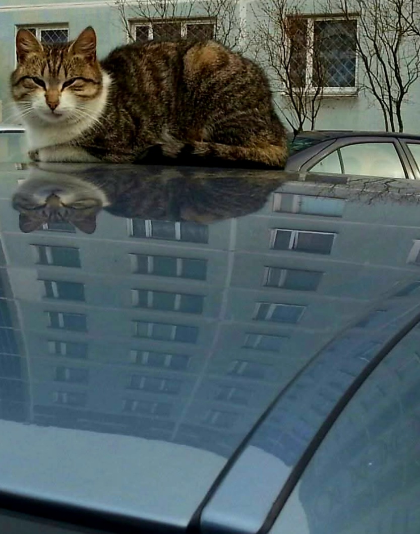 Елена Копытова. Кот и дом Елена Копытова. Кот и дом