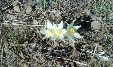 Васил Хасанов. Подснежник Васил Хасанов. Подснежник