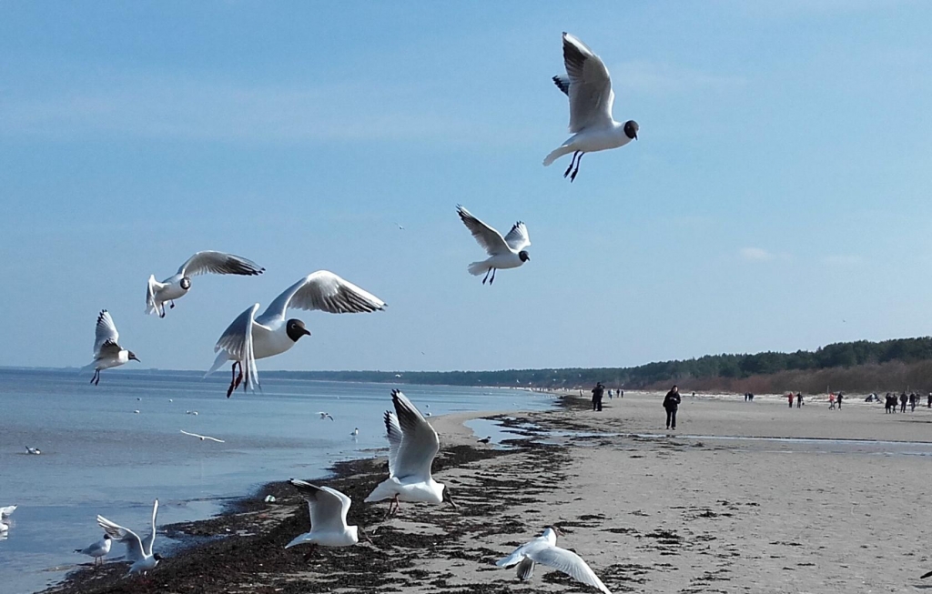 Елена Копытова. Чайки. Юрмала. Елена Копытова. Чайки. Юрмала.