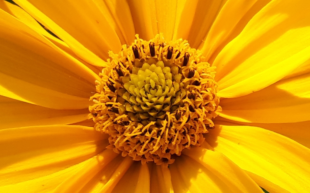 Елена Копытова. Внутренний мир цветка... Елена Копытова. Внутренний мир цветка...