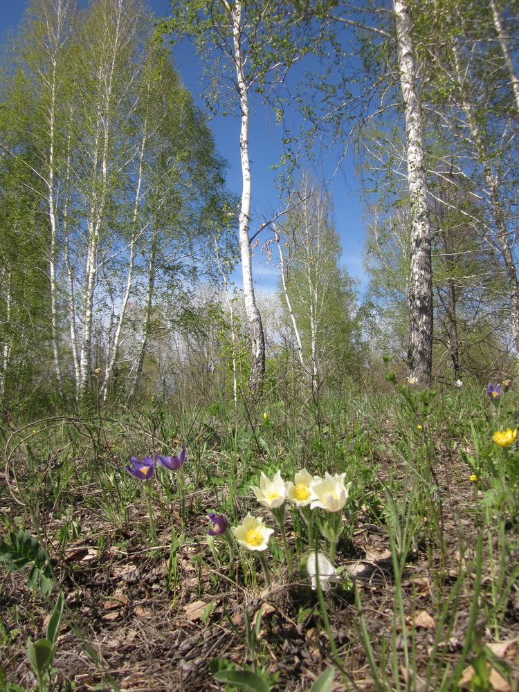 Валентина Солдатова. Подснежники Валентина Солдатова. Подснежники