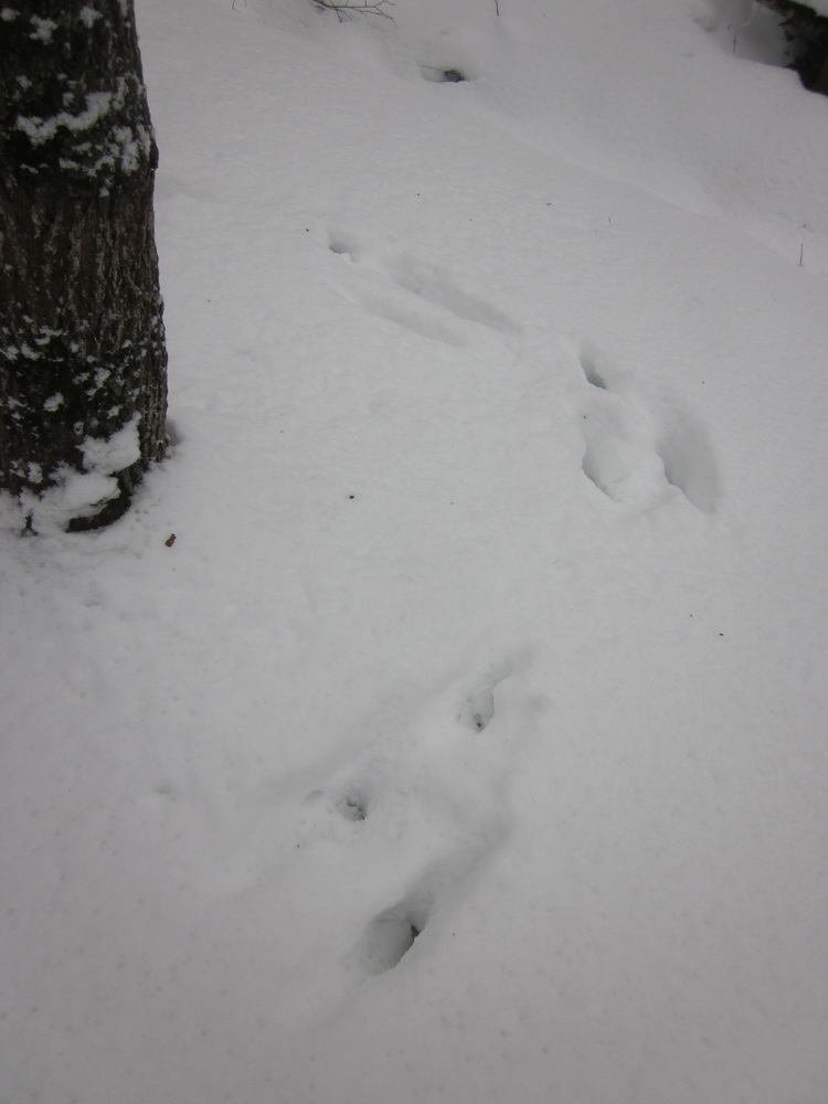 Валентина Солдатова. Заячья петля... Сбежал косой! Валентина Солдатова. Заячья петля... Сбежал косой!