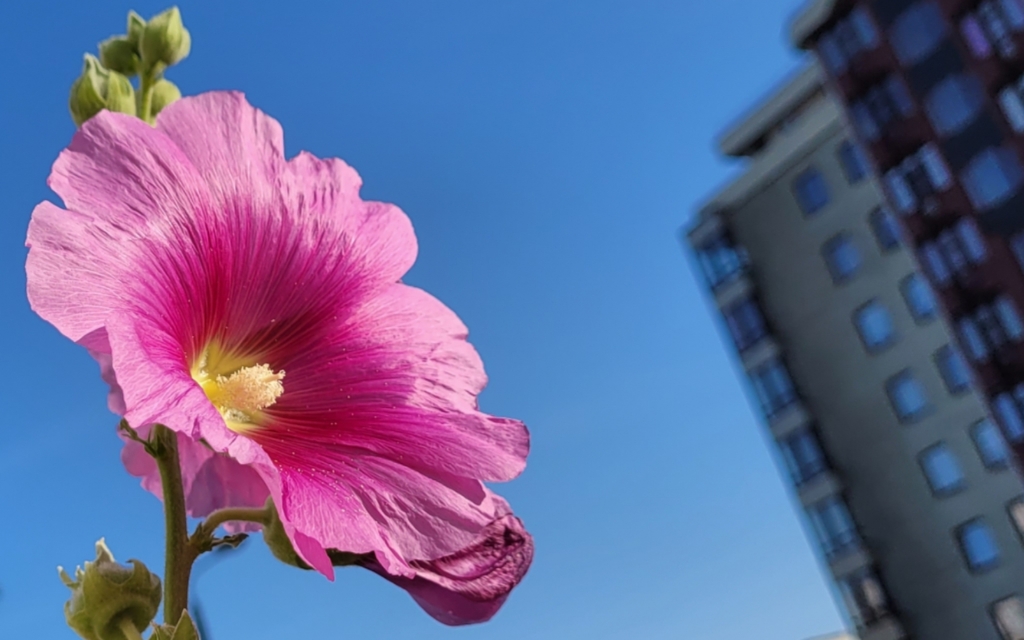 Елена Копытова. Природа vs Город Елена Копытова. Природа vs Город