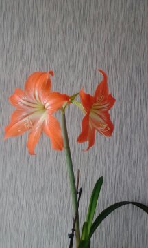 Васил Хасанов. Красивый цветок! Васил Хасанов. Красивый цветок!