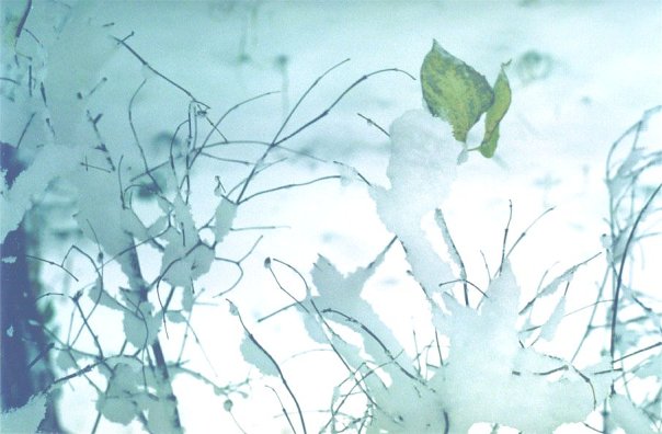 Ирина Вахитова. Нежно-снежное Ирина Вахитова. Нежно-снежное