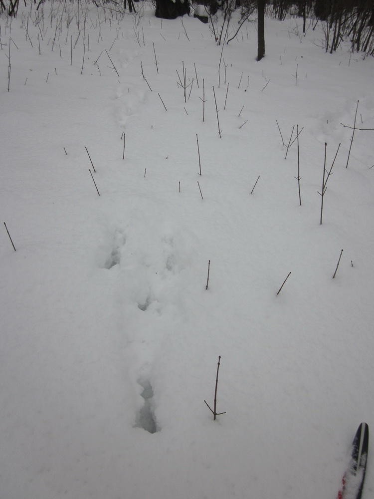 Валентина Солдатова. Вот он, заячий след! Валентина Солдатова. Вот он, заячий след!