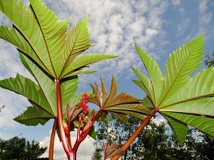Ольга Альтовская. Сентябрь в саду Ольга Альтовская. Сентябрь в саду
