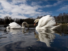 Берёзовое царство поёт Елена Маак Берёзовое царство поёт Елена Маак