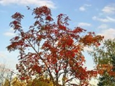 Шепчет листвой рябина музыка, исп. гитара: Ирина Алексеева Шепчет листвой рябина музыка, исп. гитара: Ирина Алексеева