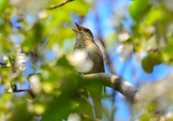 Вольный соловей Вольный соловей