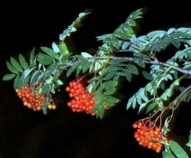 Гипердактилический канон Гипердактилический канон