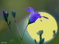 Я такой цветок Я такой цветок