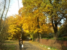 Рига в золоте листопада