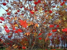 Романс рябина Романс рябина