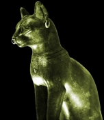 Мурлыкал нубийский кот Мурлыкал нубийский кот